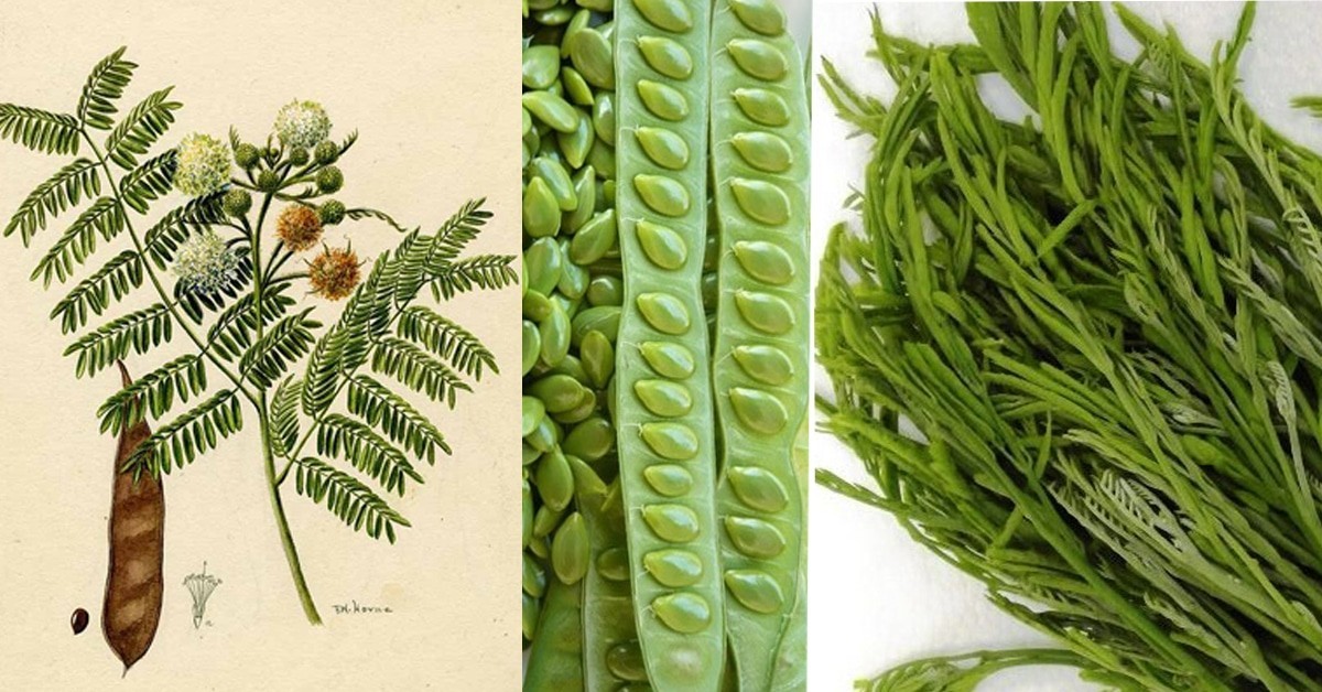 30 River Tamarind Seeds | Fast Growing Ornamental Tree | Leucaena leucocephala gallery