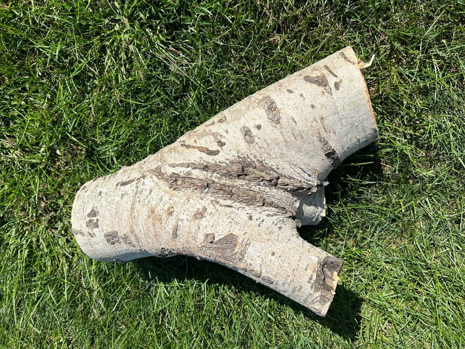 Aspen Log Approximately 16 Inches High with a Base about 5 inches in Diameter gallery