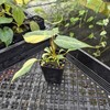 Philodendron Gloriosum variegated type 2, 2.5" pot, Fedex 2day* gallery