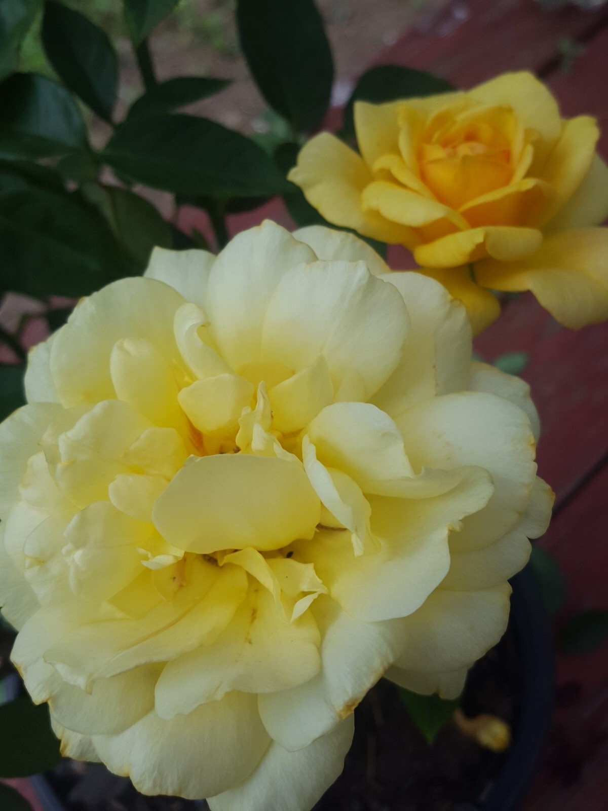 Sunsprite Floribunda 3 Gal Deep Yellow Live Bush Plants Shrub Plant Fine Roses gallery