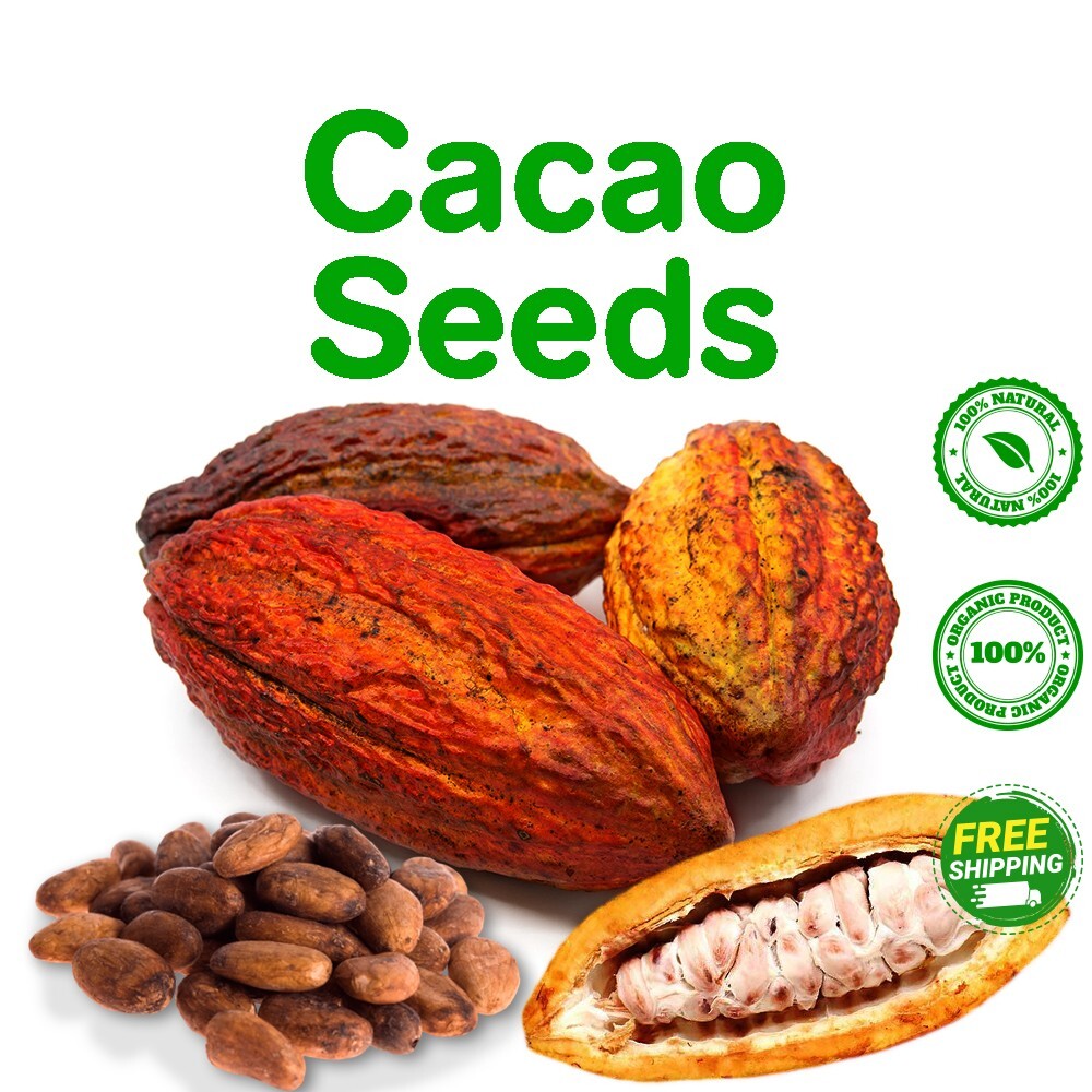 100+ Organic Ceylon cocoa Seeds-Theobroma Cacao Fruit Chocolate Seed Freeshiping gallery