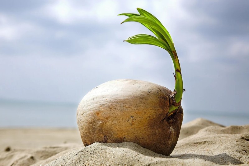 Fresh Green Coconuts – Live Sprouting Coconuts – Coconut Water or Planting NO CA gallery