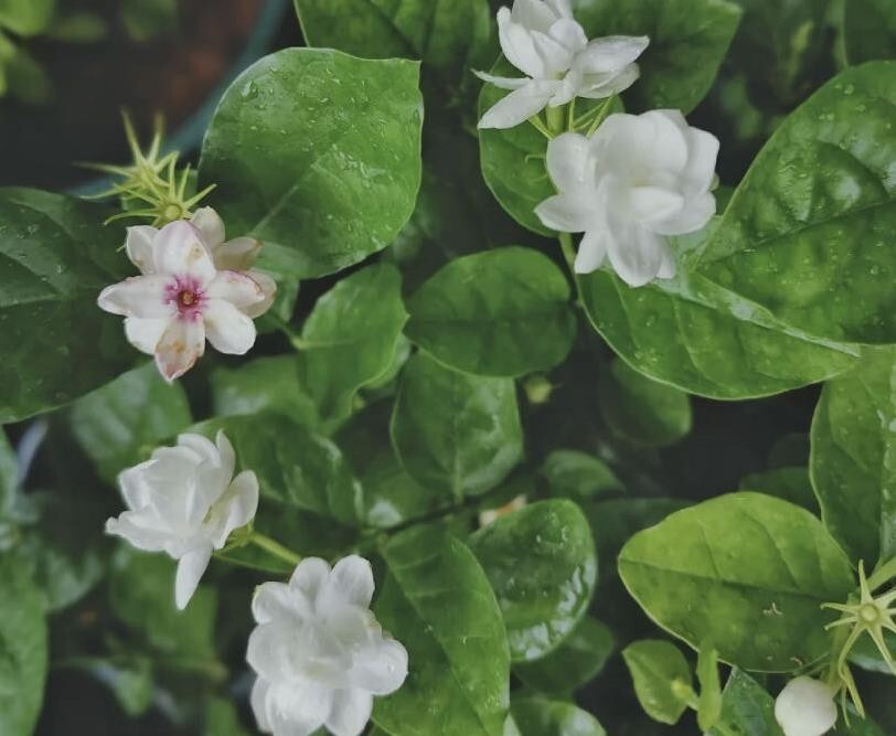 Jasmine Fragrant flower seeds 12 seeds potted gallery
