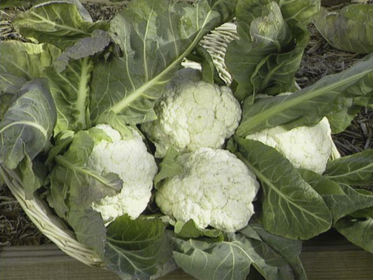 Cauliflower Snowball Y Improved, Cruciferous, Non-GMO, Self Blanching, FREE SHIP gallery