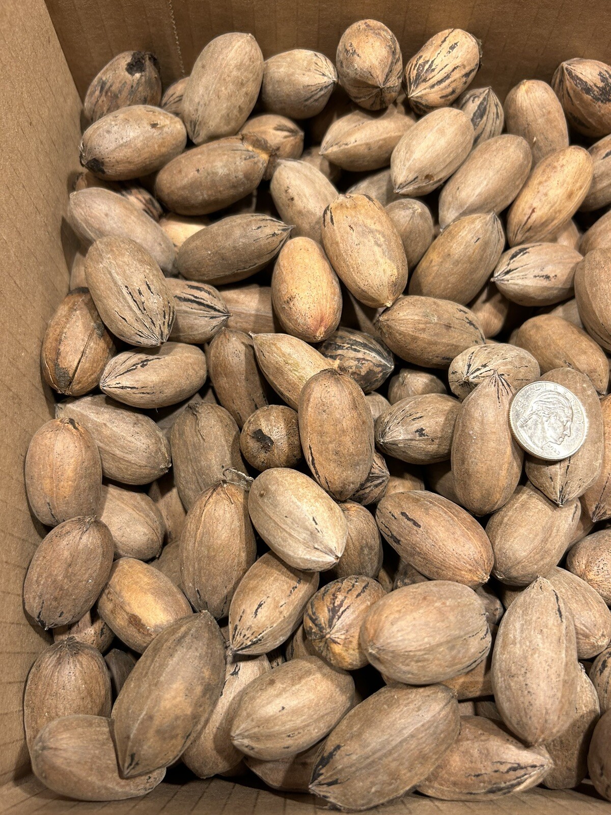 10 Lbs. Fresh 2025 Stuart Pecans In The Shell, Great For Squirrel Feed Or Baking gallery