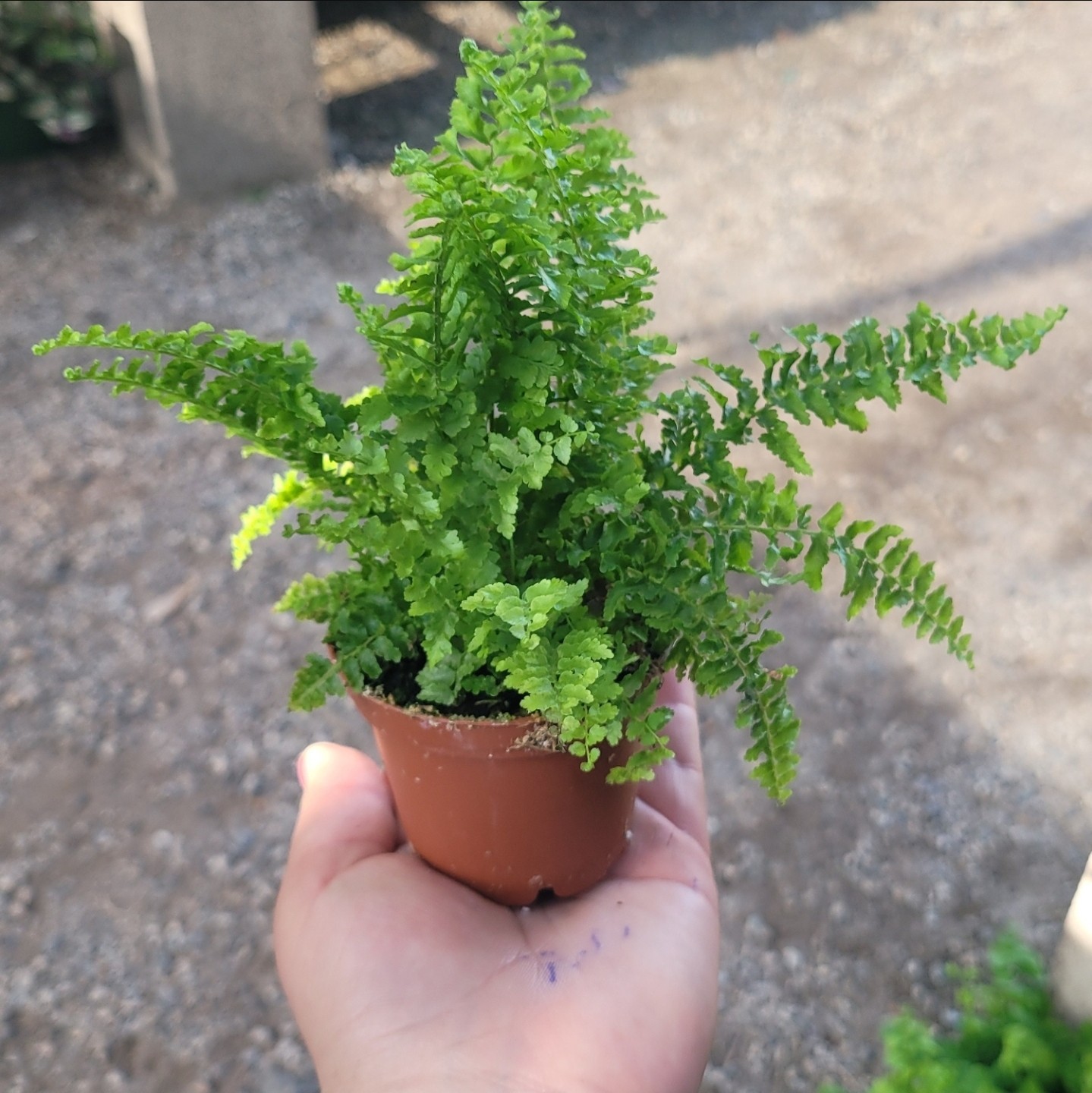 Fluffy Ruffles Fern | Nephrolepis Exaltata | 2 Inch Pot gallery