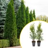 2 Emerald Green Arborvitae Saplings in 3.5” Cubes, Live Privacy Tree (Thuja) gallery
