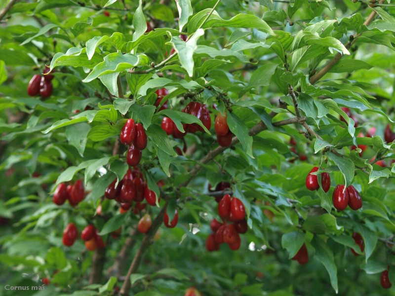 Cornelian Cherry Dogwood, Cornus mas, Tree Seeds gallery