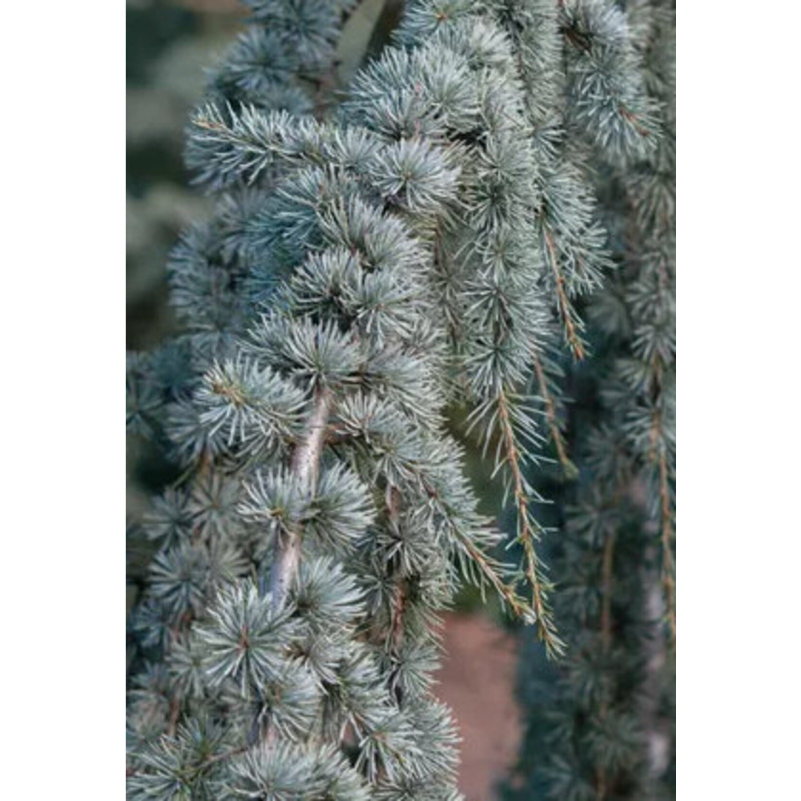 Weeping Blue Atlas Cedar Live Tree 12" Tall fully rooted gallery