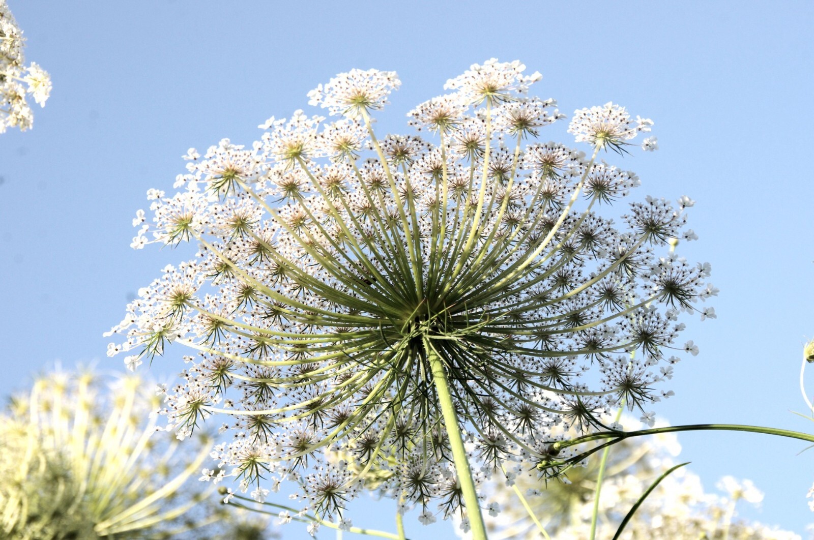 500+ Bishops Flower | False Queen Anne's Lace Seeds | Non-GMO gallery