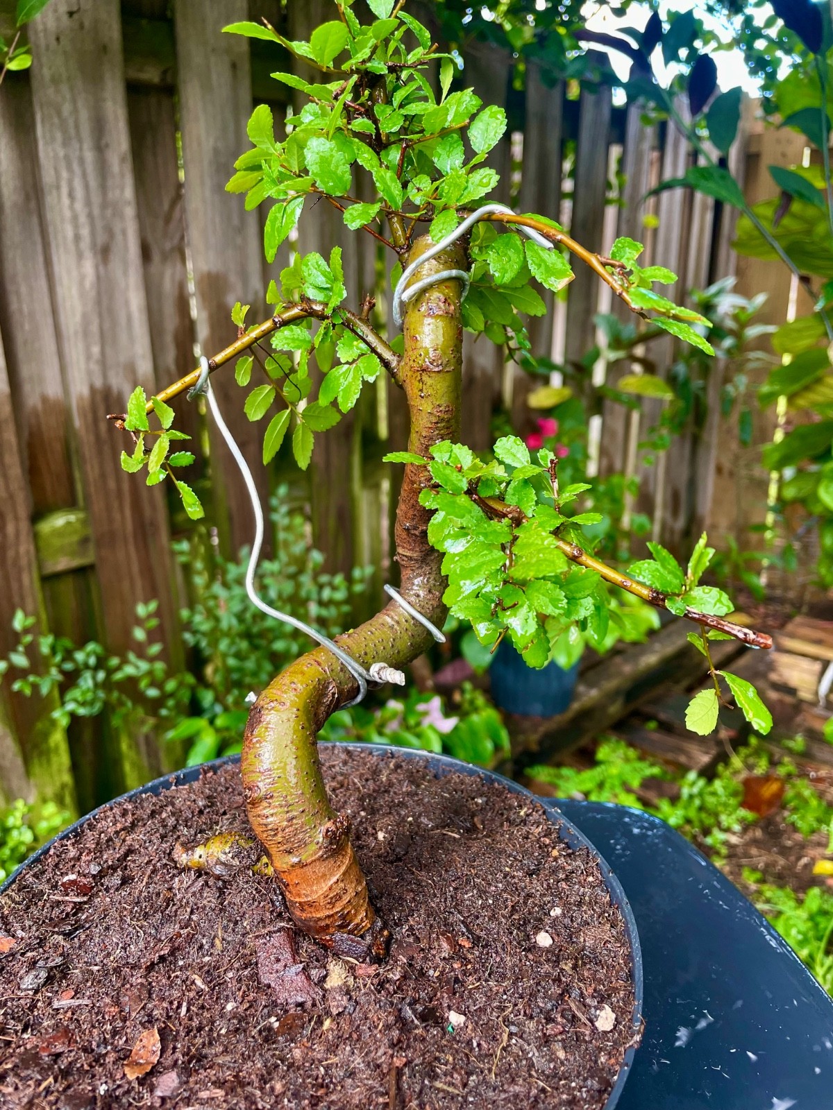 CHINESE ELM Pre-Bonsai /Bonsai S Tree Cold Hardy / Tiny leaves 5 years old gallery