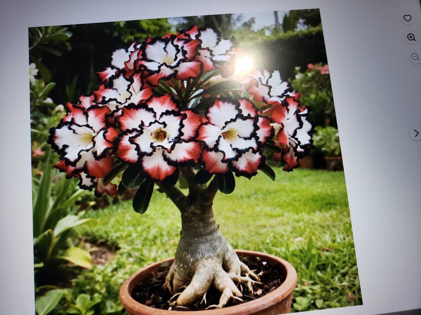 20 Mixed Color-Different Variety-Shape Desert Rose Seeds- USA Seller-Free Ship gallery