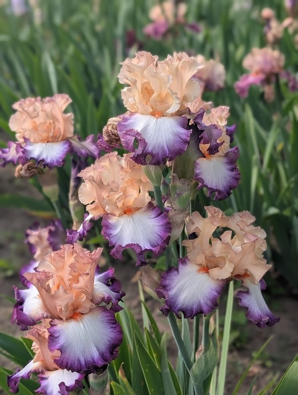 'Brouhaha' Tall Bearded Iris Rhizome PRE-SALE to Ship Aug/Sept gallery