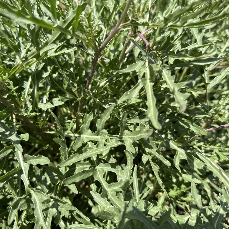 Wild Rocket Arugula Plant gallery
