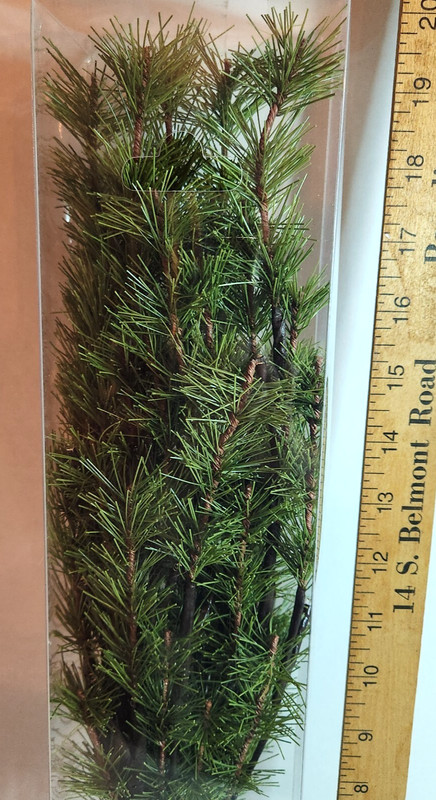 Primitives By Kathy Nature’s Glow Pine Twigs, 1 stem, 40 LED lights, indoor, new gallery