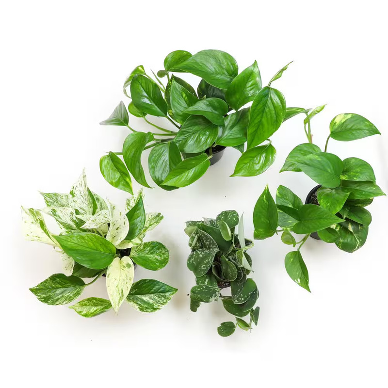 4.25 In. Pothos Asst (4-Pack) gallery