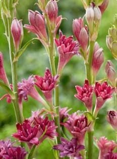 LOVE Double Polianthes Tuberose Bulbs - US Seller gallery