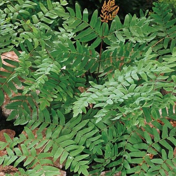 Royal Fern | Bare-root gallery