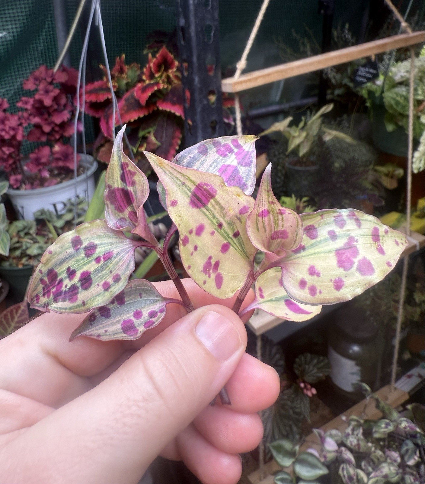 Tradescantia Tinantia Pringlei Variegata, RARE, 2 Cuttings, Fresh Cut gallery