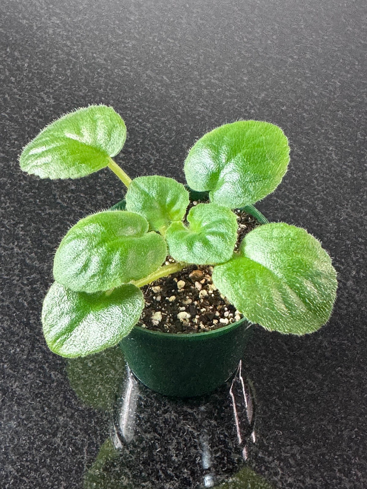 African Violet — BLUE THALUNE (starter) — Large Blue Ruffled Blooms gallery