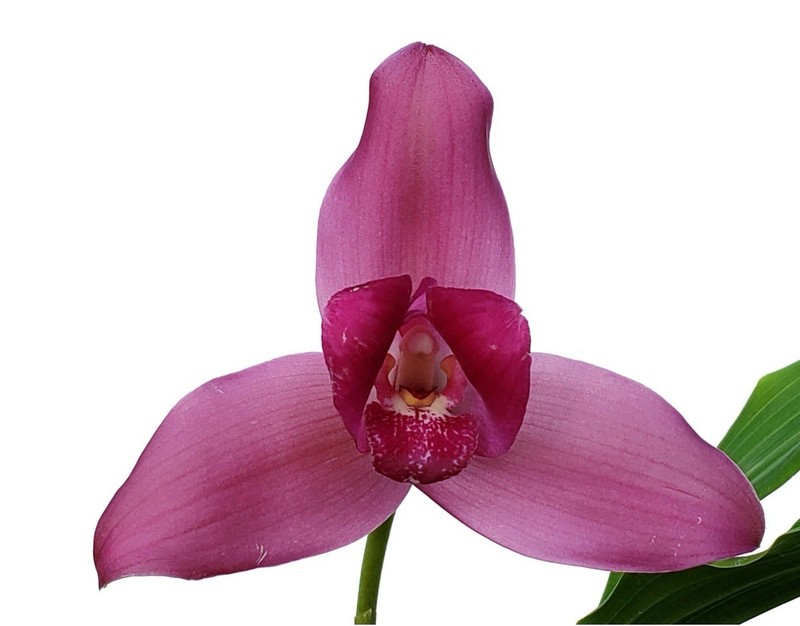 Lycaste Eugene Banzinger Maroon Red White BS Orchid BEST 4” Fresh RePot SHIPS gallery