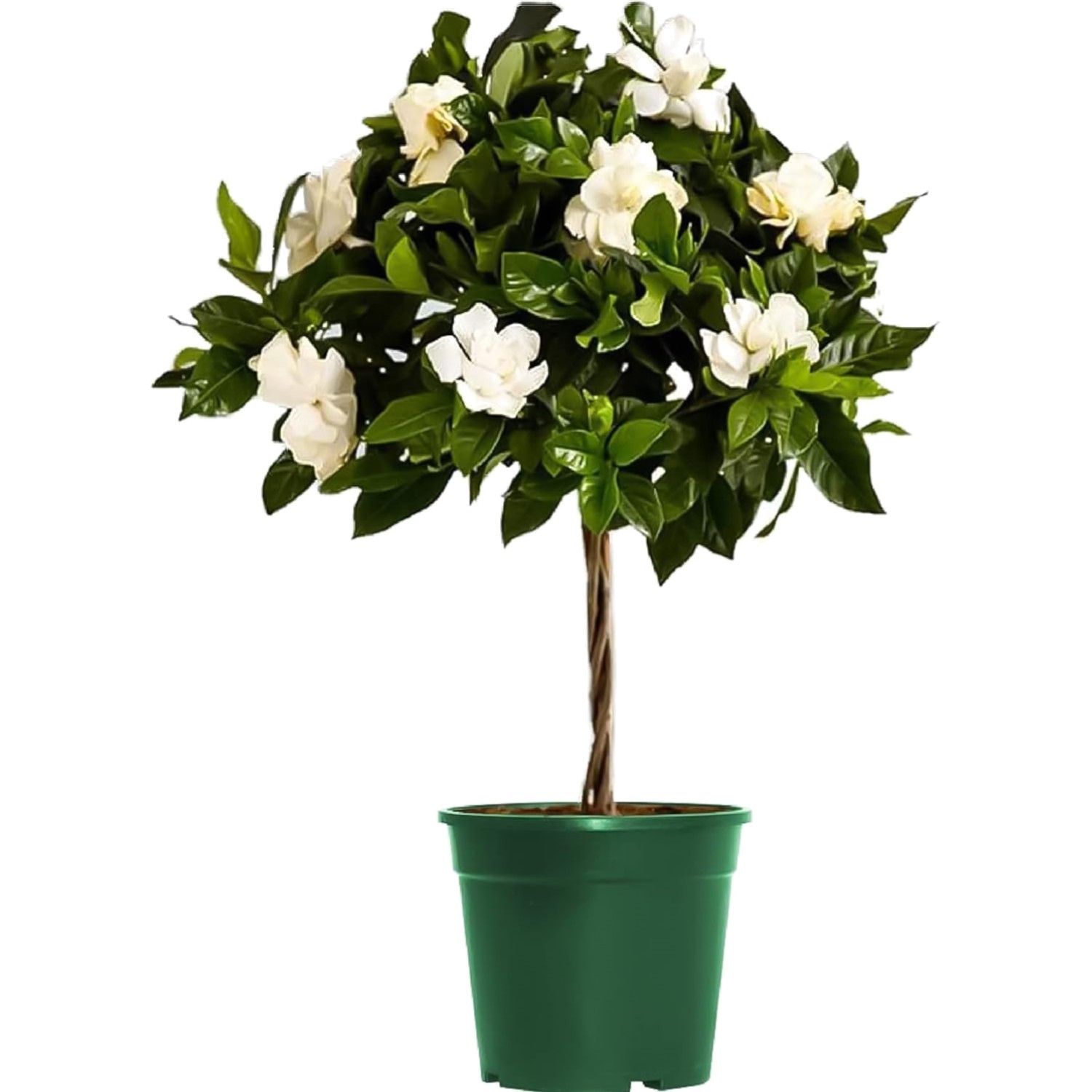 Mini Gardenia Tree 6-Inch Fragrant Indoor Outdoor Plant Blooming Home Office gallery