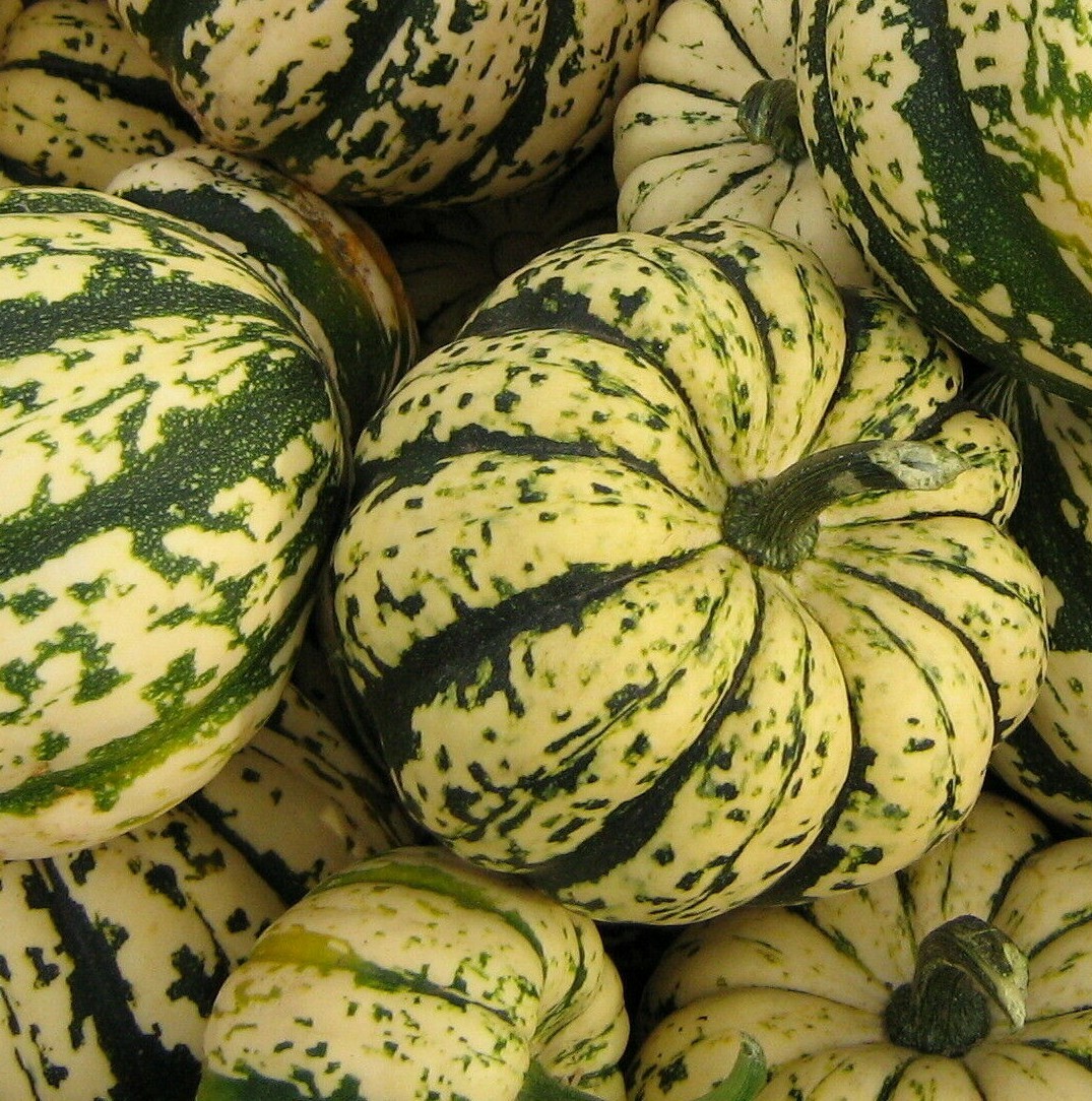 SWEET DUMPLING SQUASH SEEDS 20+ WINTER SQUASH Vegetables GARDEN FREE SHIPPING gallery