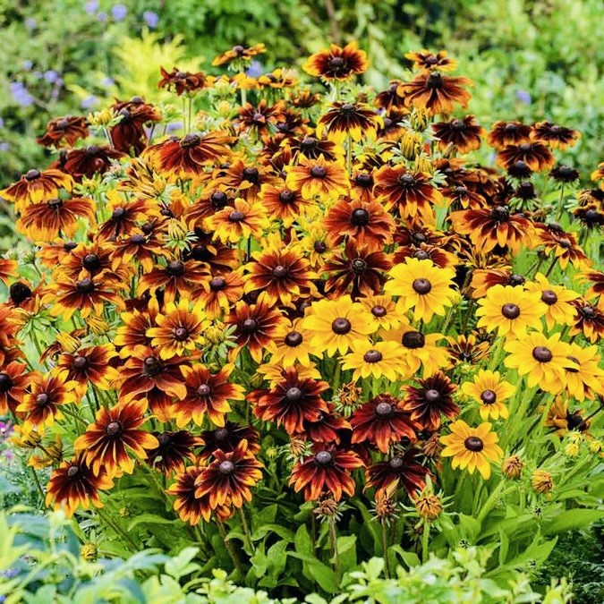 200 Rustic Mix - Black Eyed Susan Seeds (Dwarf) -Attracts Pollinators - Heirloom gallery