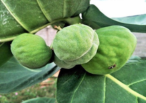 Calotropis procera | Sodom Apple | 20 Seeds gallery
