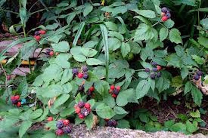 5 Cumberland Black Raspberry Starter Plug Rubus occidentalis gallery