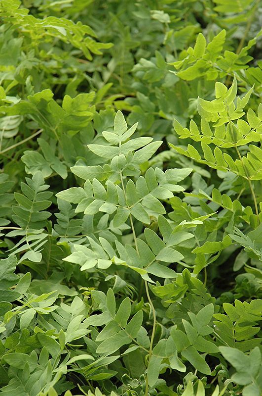Royal Fern | Bare-root gallery