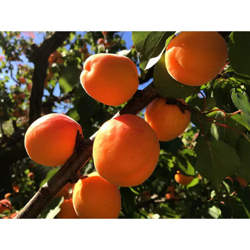 Dwarf Blenheim Apricot Tree (Bare-Root, 3 ft. to 4 ft Tall, 2-Years Old) gallery