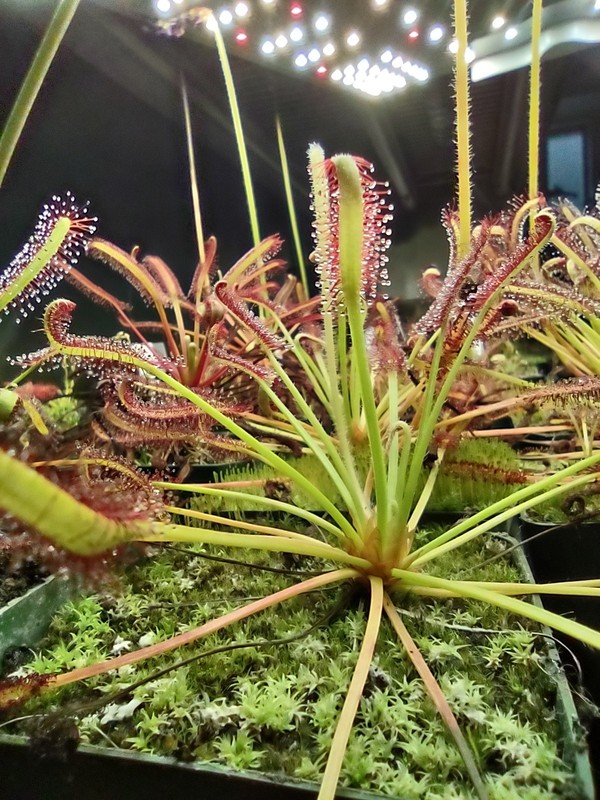 Cape Sundew - Drosera Capensis "Typical" - Easy To Grow Live Carnivorous Plant. gallery