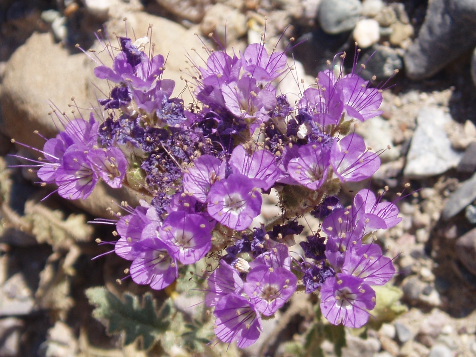 Cleftleaf Wild Heliotrope Seeds For Drought Tolerant Landscape California Native gallery