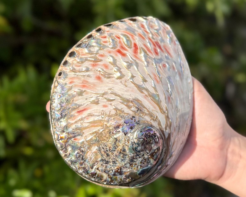 Polished Light Abalone Shells - Natural LARGE Iridescent Shells - Choose Size gallery