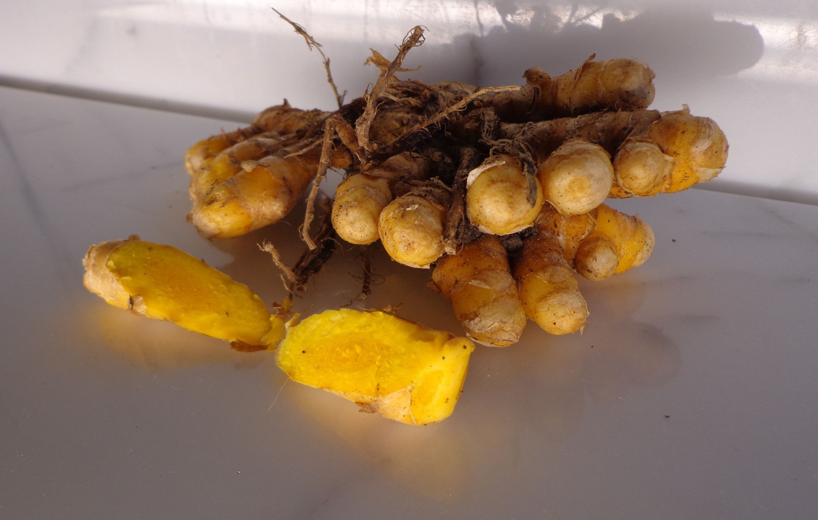 8 Turmeric Root 4 oz (YELLOW CURCUMA LONGA) for Plant-Arthritis Pain-SKIN SORES gallery