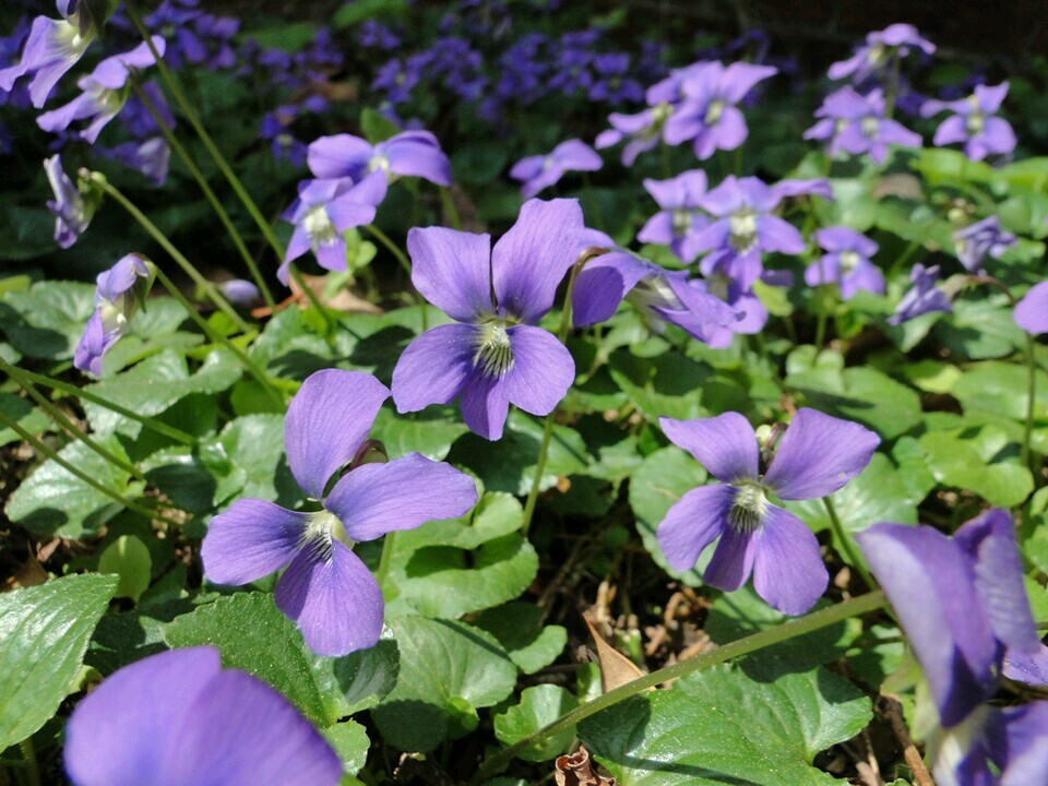 15 Freckled Blue Violet Seeds ~ Viola sororia ~ Native *Free US Shipping* gallery