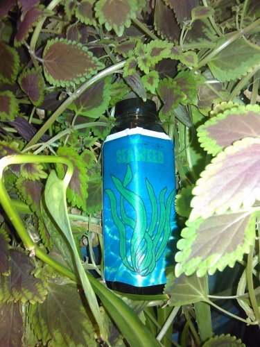 Liquid Seaweed ORGANIC fertilizer! 16oz. plant nutrient for soil or hydro gallery