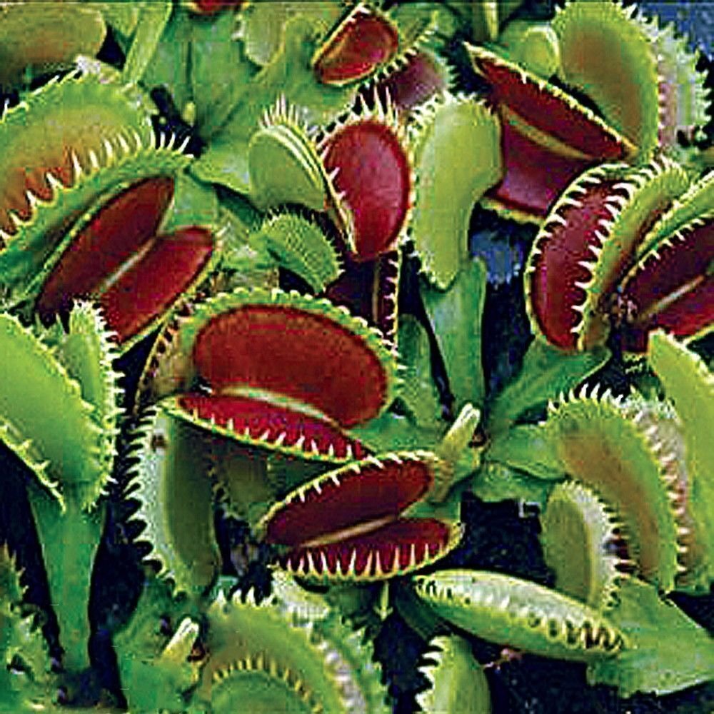 Dente Venus Fly Trap Carnivorous Plant - Dionaea muscipula gallery