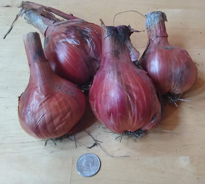 Potato Onion seeds ~ Open Pollinated Heirloom Multiplier Onions gallery