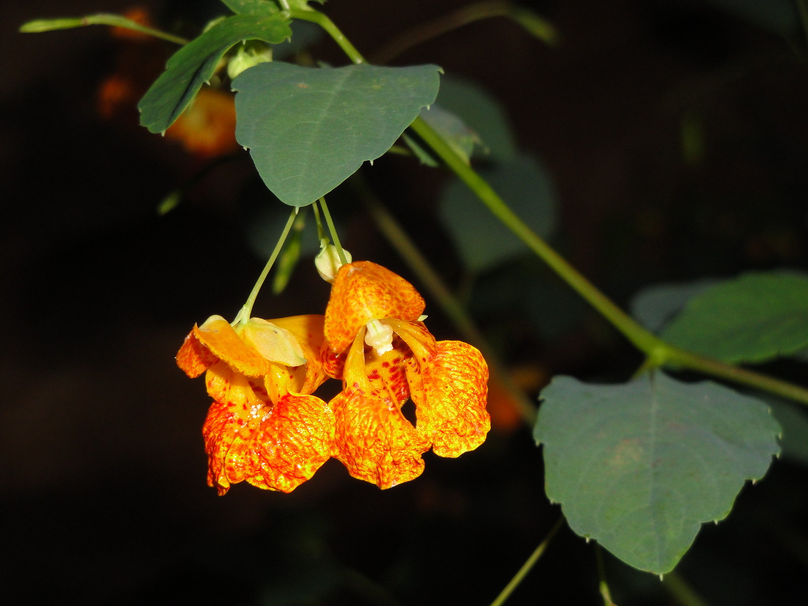 Jewelweed Impatiens Capensis TouchMeNot 40 seeds from 2023 Organic Hummingbirds gallery