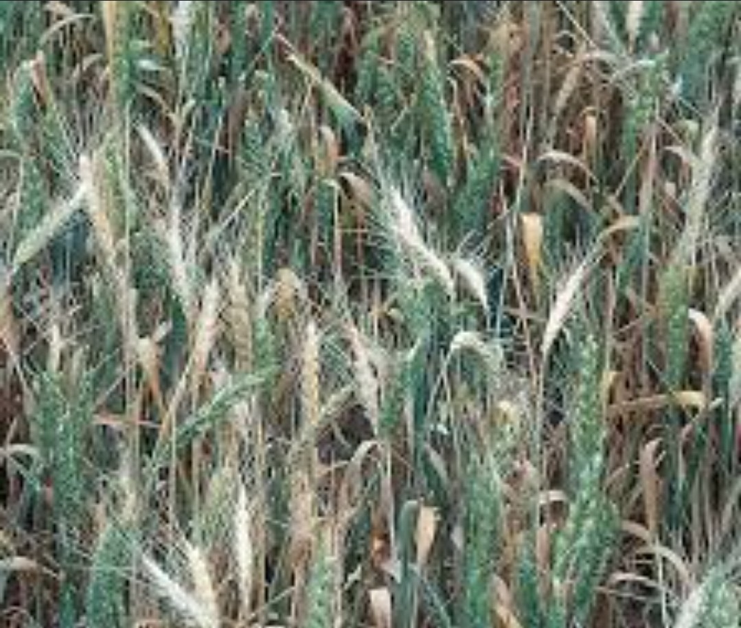 Peruvian White Barley Seeds (300) / Cereal Grain / RARE / gallery