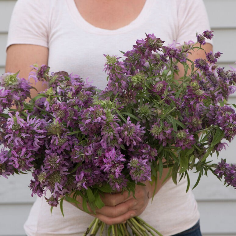 200+ Monarda Lemon Mint seeds gallery