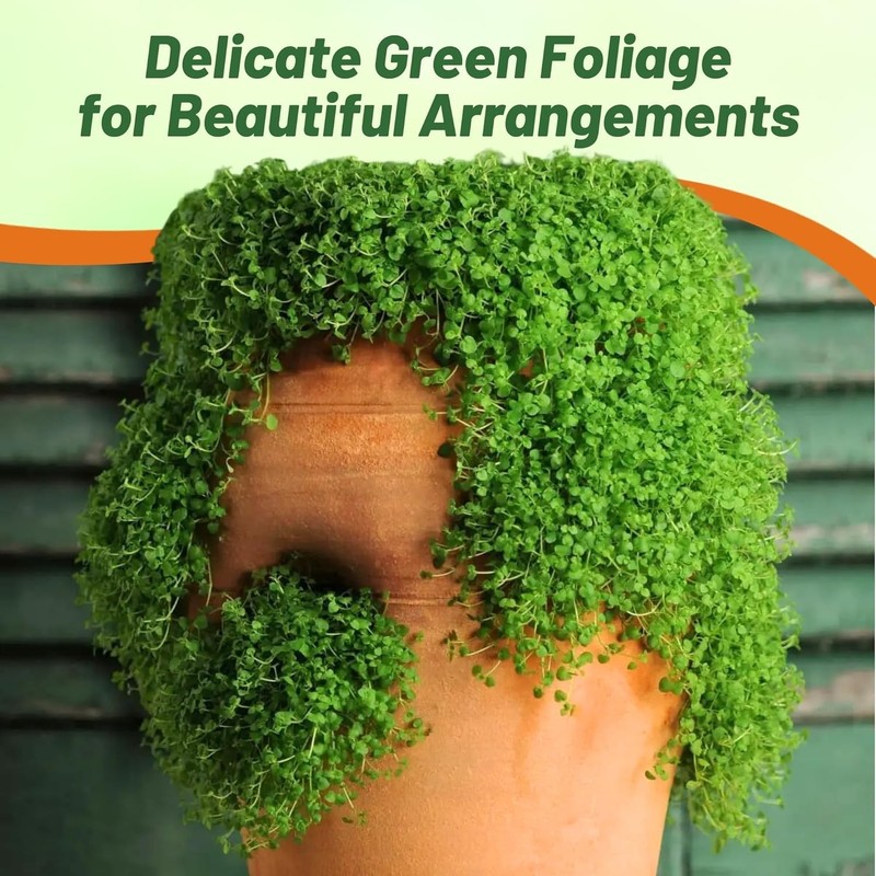 25 Pellets Corsican Mint Seeds For Planting | Ground Cover Plant Seed gallery