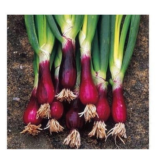 100 Red Welsh Bunching Onion Seeds Non-GMO Free Shipping gallery