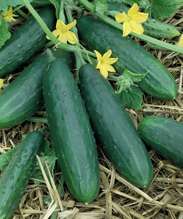 Spacemaster Cucumber Seeds 60+ Ct Vegetable Garden Ct NON-GMO USA FREE SHIPPING gallery