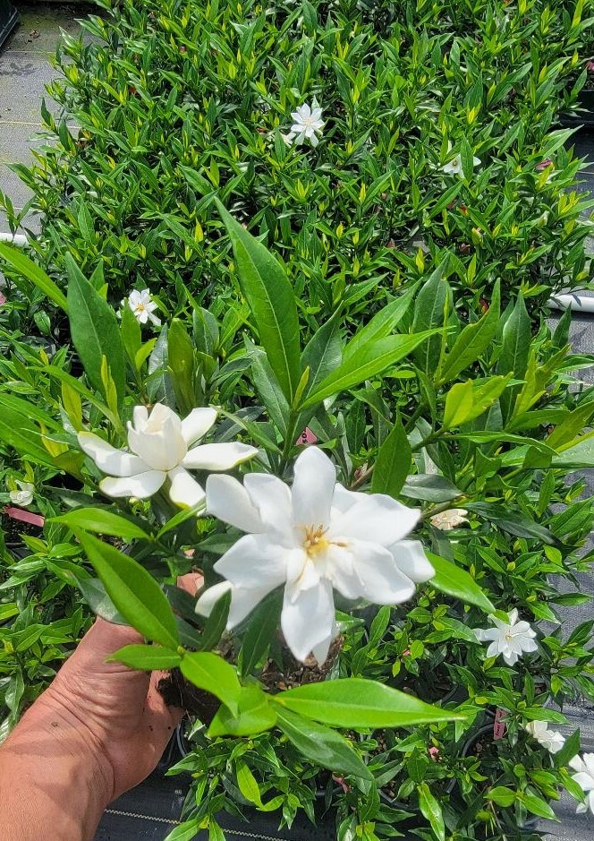 Frost Proof Gardenia ( cape jasmine ) - Live Plant - ( 1 QT ) gallery