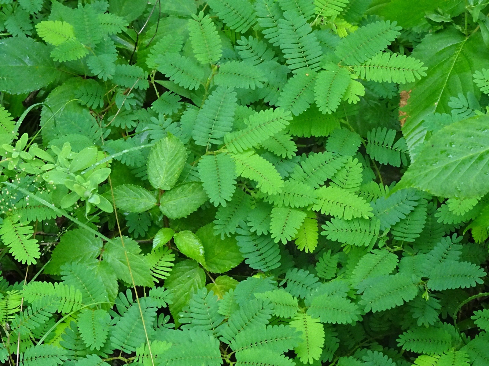 Sensitive Partridge Pea Chamaecrista nictitans 50 seeds from 2025 Native Plant gallery