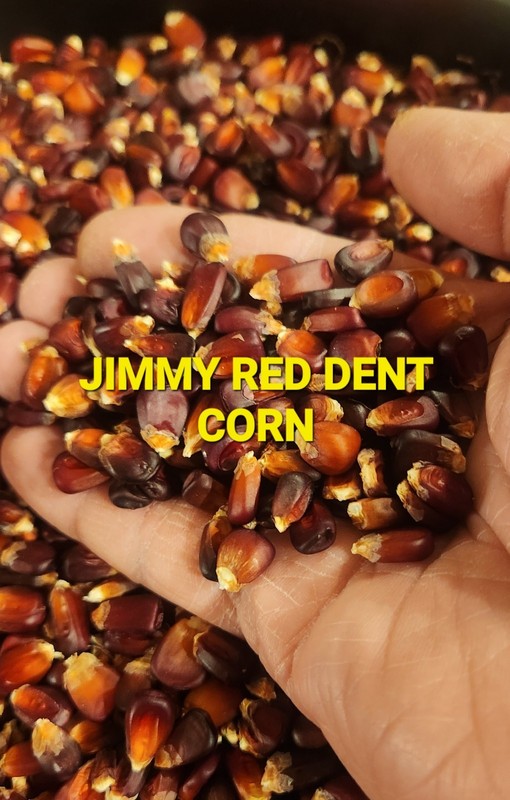Jimmy Red Corn - Heirloom Dent Corn For Seed or Milling - 1/2 Pound gallery