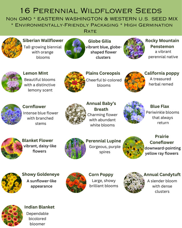 1/2 Pound Eastern Washington Bulk Wildflower Seed Mix 1/2lb Covers 1,600sq-ft gallery